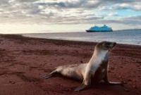 Galápagos Expedition Cruises: Explore Wildlife & Remote Islands