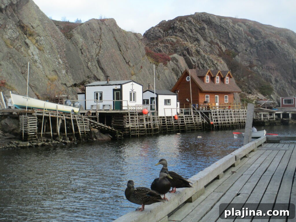 Newfoundland