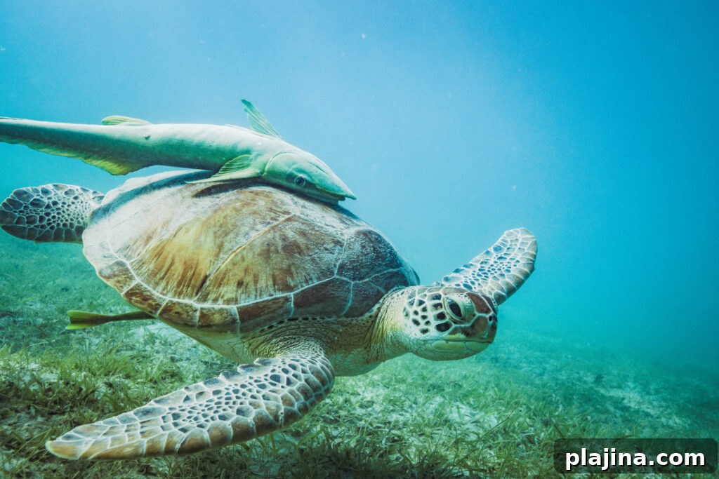 sea turtle