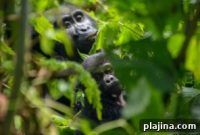Trek to See Mountain Gorillas in Uganda: Guide & What to Expect