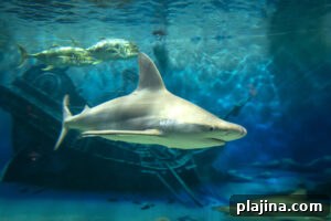 img 157194 4