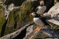 Farne Islands Reopen to Visitors After Long Closure in the UK