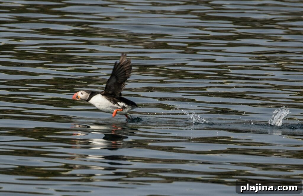 puffin