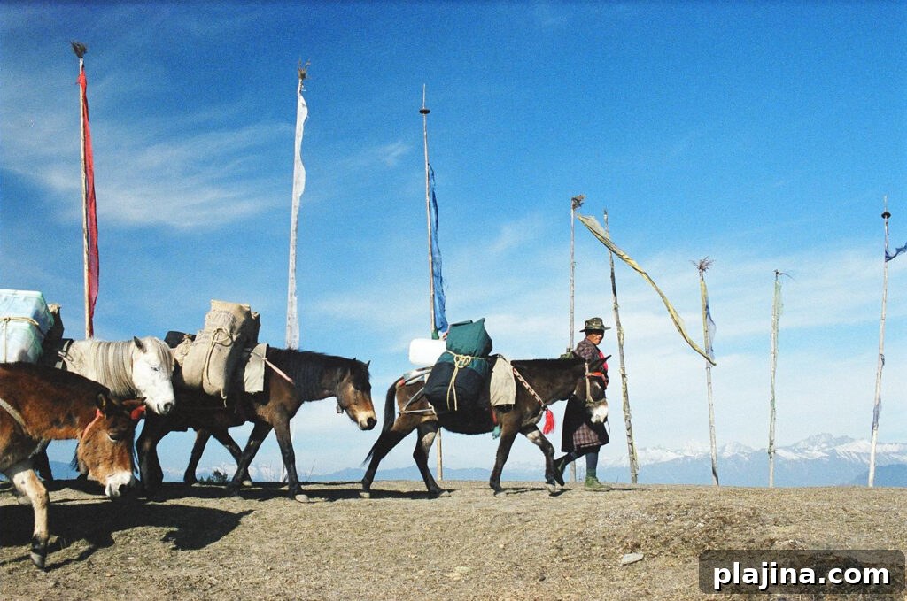 trekking