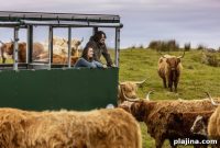 Discover Scotland’s Cows, Sheep and Highland Adventures