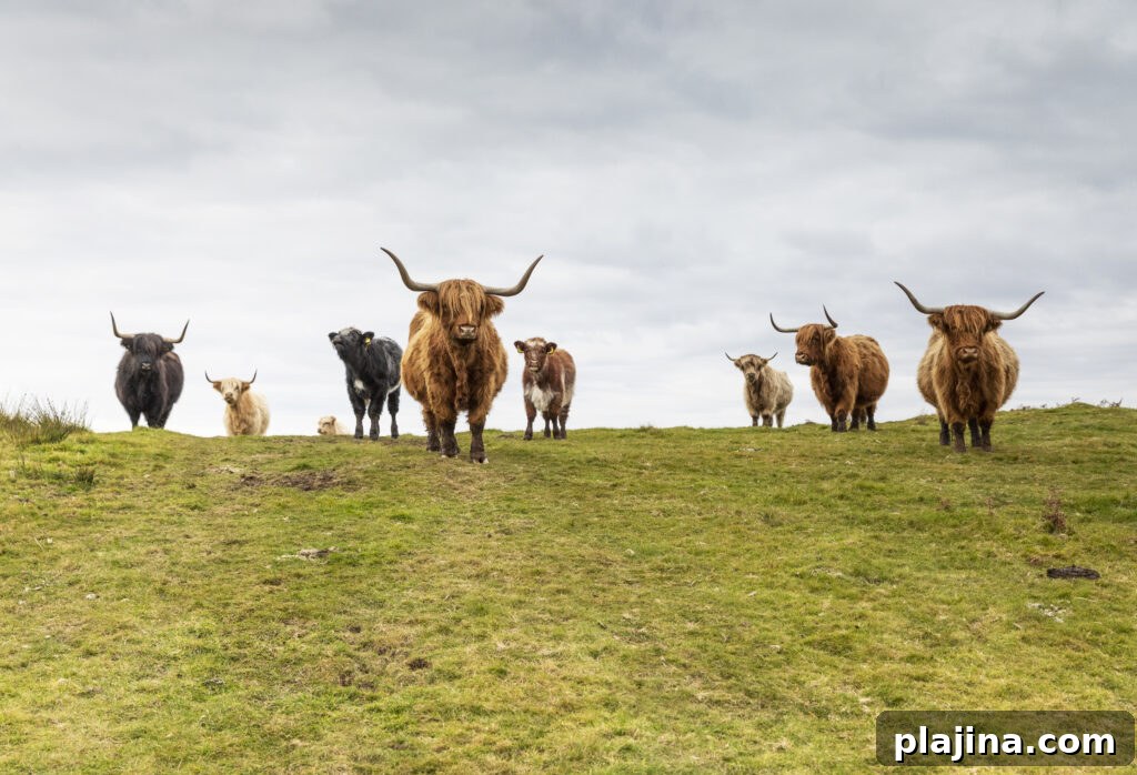 Highland cows