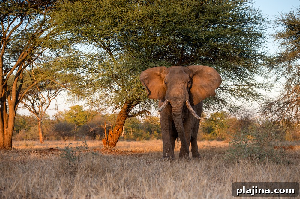 Singita