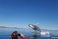 Breakfast with Seals and Fall Fishing Adventures in New Brunswick