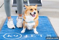 K9 Jets Debuts Pay-Per-Seat Private Flights for Pets