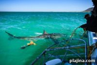 Swim with Majestic Sharks: South Africa Face-to-Face Encounters
