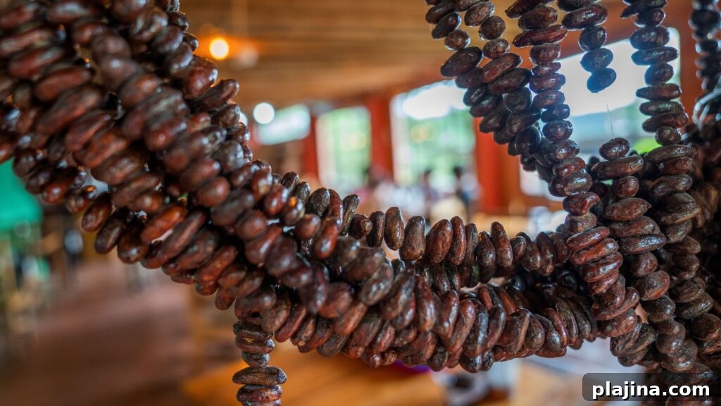 cacao