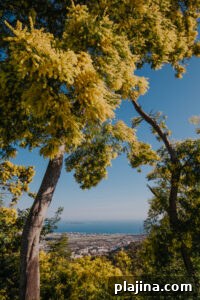 mimosa trees
