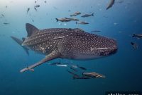 Whale Sharks & Dragon Islands Expedition Aboard Prana by Atzaró