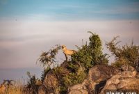 Gondwana Ecotours: 10-Day Tanzanian Safari to See the Great Migration