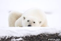 COMO Hotels & Resorts Announces Return of Exclusive Arctic Expedition