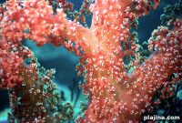 Explore Papua New Guinea: Unique Wild Immersion Experiences