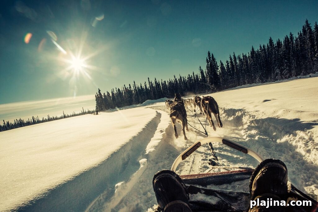 Alaskan winter activities