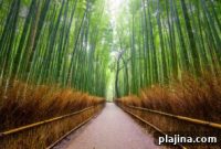 Explore the Serene Arashiyama Bamboo Grove: A Visitor’s Guide