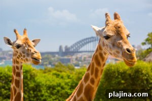 Sydney