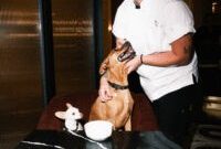 San Antonio Hotel Reinvents Pet Travel with Chef-Crafted Dog Menu