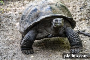 Giant tortoise © Seth Singer
