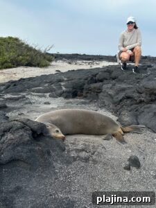 Sea lion at Urbina Bay © Seth Singer