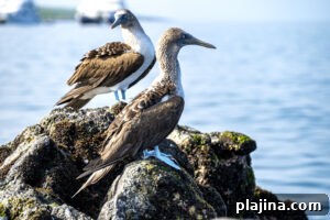 Blue-footed boobies © Seth Singer