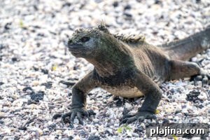 Marine iguana © Seth Singer