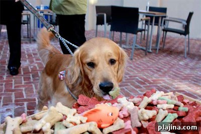 Doggy Happy Hour at Kimpton Hotels & Restaurants