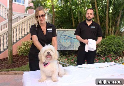 Loews Don CeSar Hotel's Pampered Pet massage