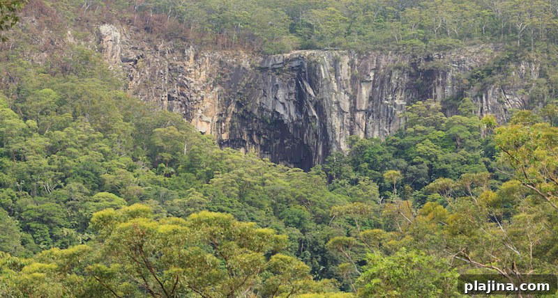 Australia's Ancient Gondwana Rainforests