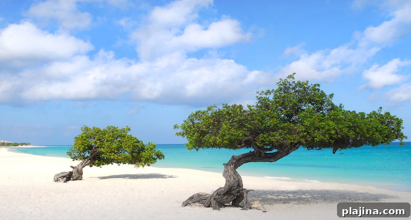 Caribbean