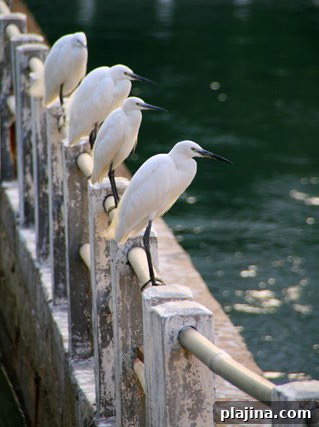 White egrets on the lake shore in Xiamen