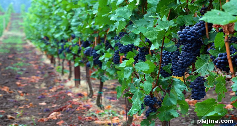 U.S. Wine
