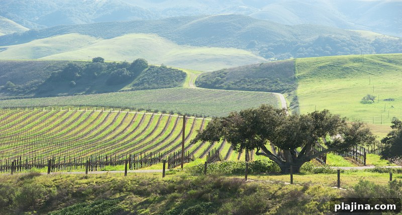 U.S. Wine