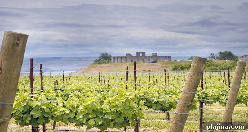 U.S. Wines