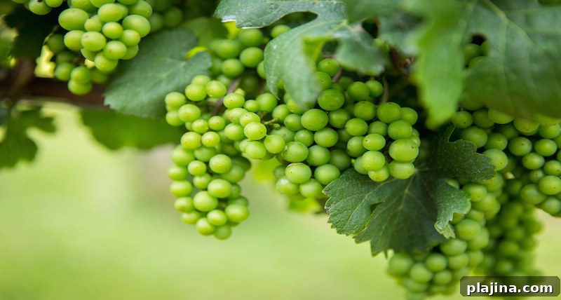 U.S. Wines