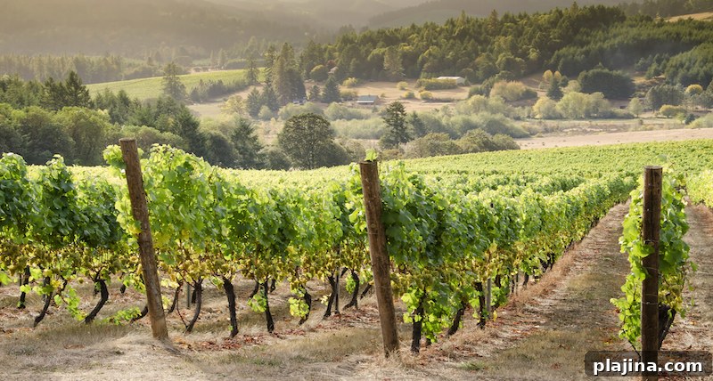 U.S. Wines