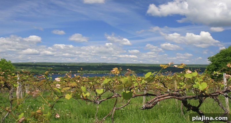 U.S. Wines