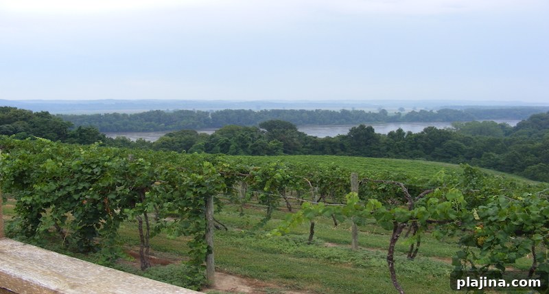 U.S. Wines