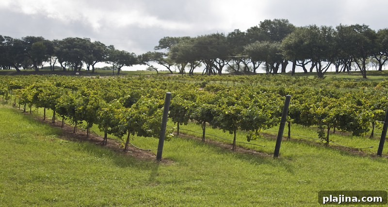 U.S. Wines