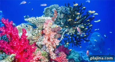 Fiji coral