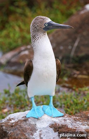 Blue-footed booby