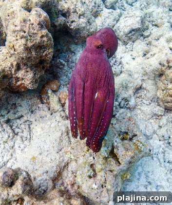 A red octopus in the Maldives