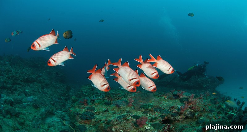 Sodwana Bay