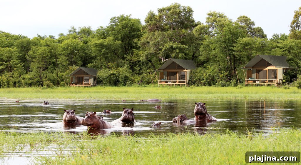 Sable Alley Safari Camp by Natural Selections — Luxury Tented Safari 3 Sable Alley