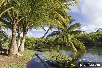 Palm trees at Queen Elizabeth II Botanic Park