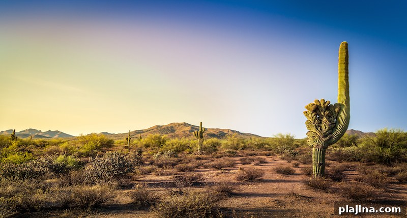 Saguaro National Park