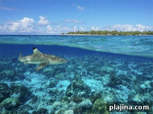Shark underwater at Tiputa Pass, Rangiroa atoll