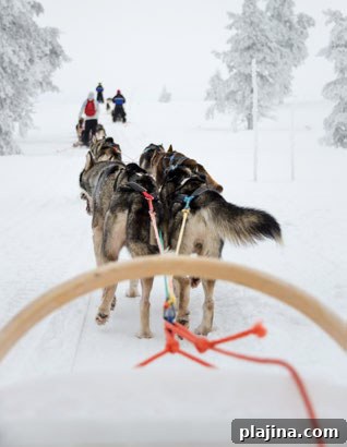 Dogs pulling a rider in the sled